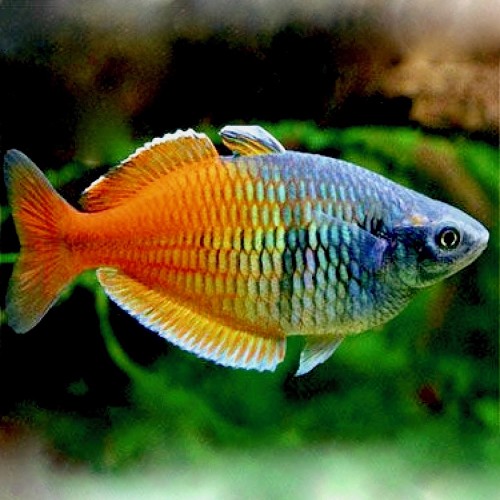 Melanotaenia boesemani sp.red - Boeseman's Rainbowfish sp. red M